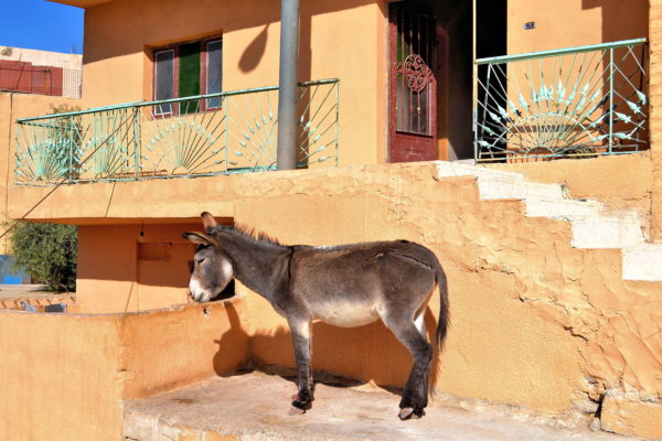 Black Donkey Beside House at Uum Sayhoun, Jordan - Encircle Photos