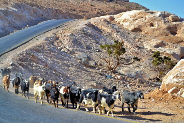 Goat Herd Along Road near Uum Sayhoun, Jordan - Encircle Photos