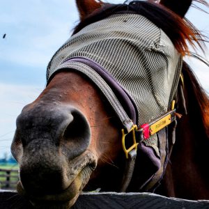 Horse Wearing Fly Mask Close-Up in Versailles, Kentucky - Encircle Photos