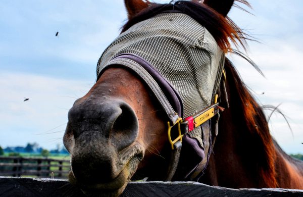 Horse Wearing Fly Mask Close-Up in Versailles, Kentucky - Encircle Photos