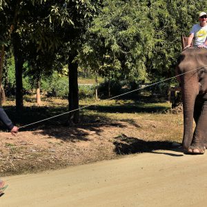 Man Leading Female Asian Elephant in Ban Pak Ou, Laos - Encircle Photos