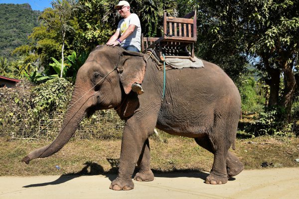 Man Riding Asian Elephant in Ban Pak Ou, Laos - Encircle Photos