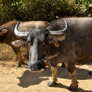 Water Buffalo On Dirt Road in Ban Pak Ou, Laos - Encircle Photos