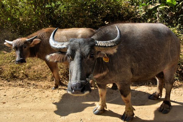 Water Buffalo On Dirt Road in Ban Pak Ou, Laos - Encircle Photos