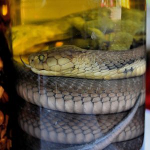 Snake in Rice Whiskey Bottle in Ban Xang Hai in Laos - Encircle Photos
