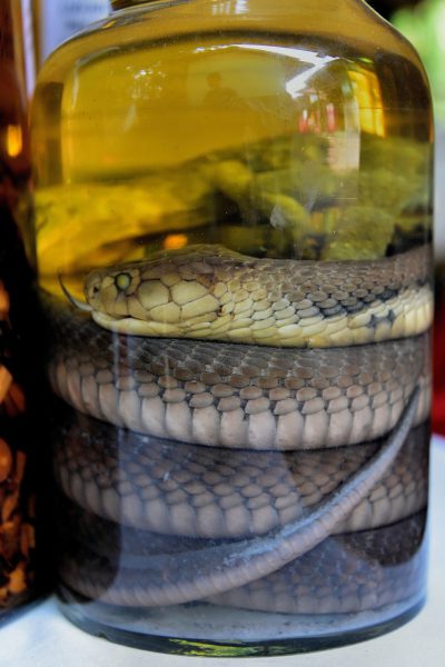 Snake in Rice Whiskey Bottle in Ban Xang Hai in Laos - Encircle Photos