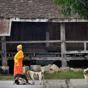 Buddhist Monk with Playing Dogs in Luang Prabang, Laos - Encircle Photos