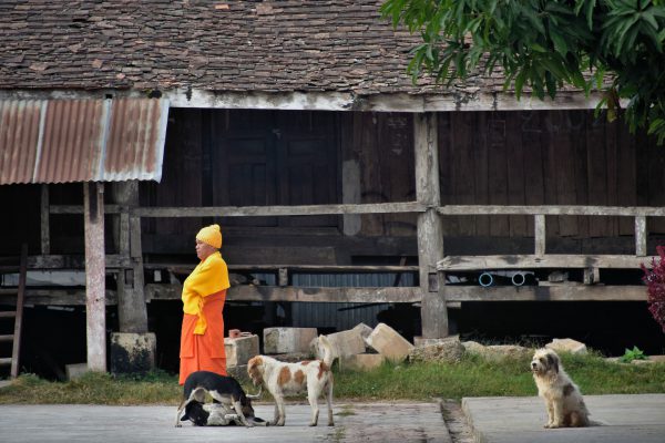 Buddhist Monk with Playing Dogs in Luang Prabang, Laos - Encircle Photos