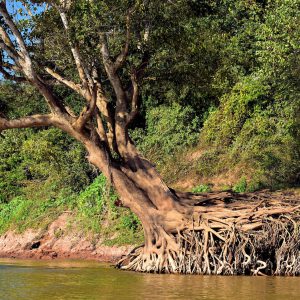 Tree Roots Exposed on Mekong Riverbank in Luang Prabang, Laos - Encircle Photos