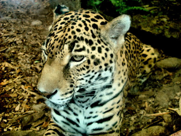 Amur Leopard at Audubon Zoo in New Orleans, Louisiana - Encircle Photos