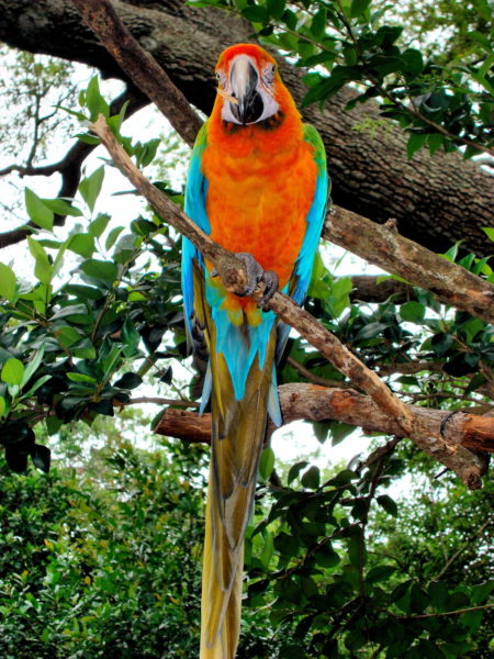Blue-and-yellow Macaw at Audubon Zoo in New Orleans, Louisiana - Encircle Photos