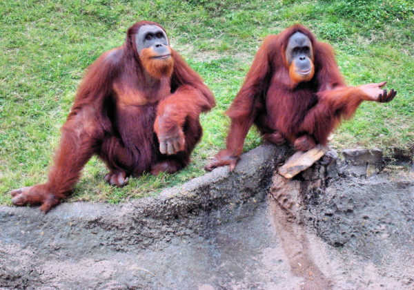 Sumatran Orangutans at Audubon Zoo in New Orleans, Louisiana - Encircle Photos