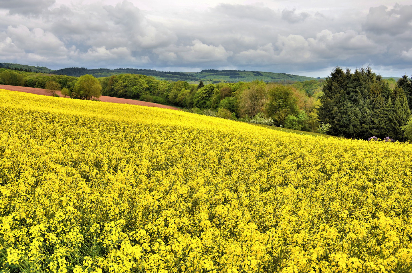 Yellow Fields of Rapeseed Flowers in Countryside, Luxembourg Encircle