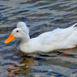 White Crested Duck in Camden, Maine - Encircle Photos