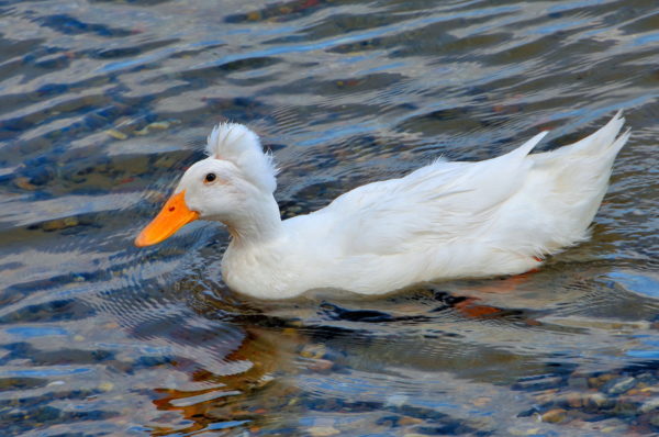 White Crested Duck in Camden, Maine - Encircle Photos