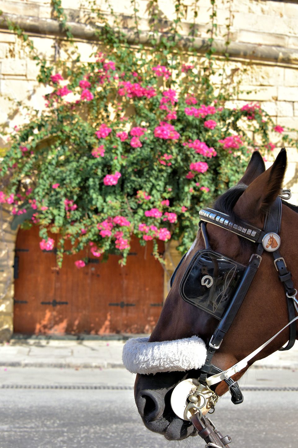 Bridled Horse Profile near Valletta, Malta - Encircle Photos