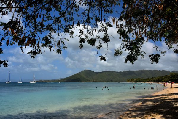 Shade Trees at Ponte Marin near Sainte-Anne, Martinique - Encircle Photos