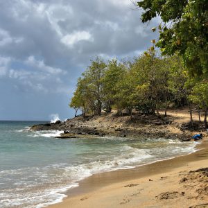 Shade Trees at Anse Corps de Garde near Sainte Luce , Martinique - Encircle Photos
