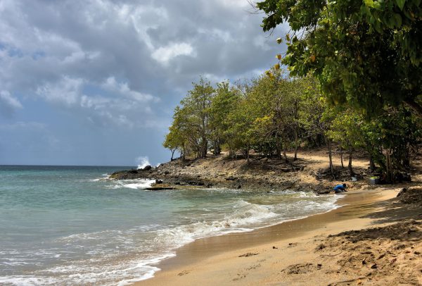 Shade Trees at Anse Corps de Garde near Sainte Luce , Martinique - Encircle Photos