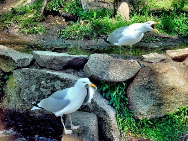 Seagull Eating Fish During Herring Run at Cape Cod, Massachusetts - Encircle Photos