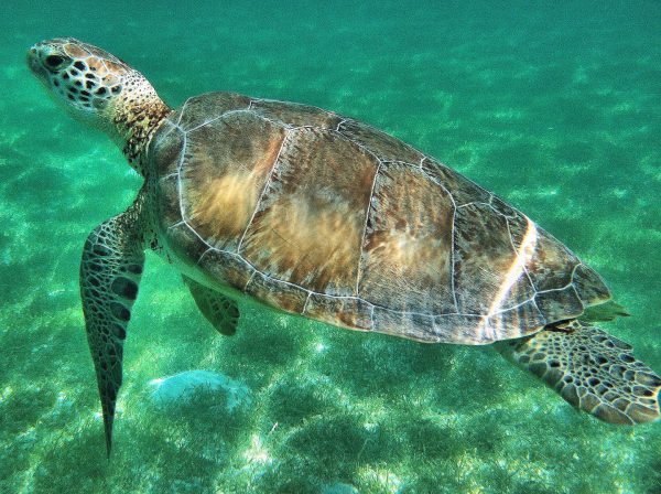 Green Sea Turtle Swimming in Akumal, Mexico - Encircle Photos
