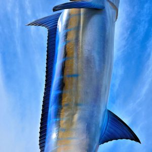 World’s Biggest Marlin in Cabo San Lucas, Mexico - Encircle Photos