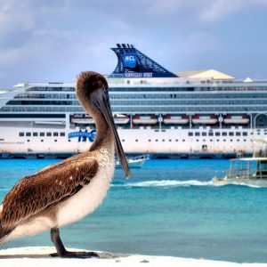 Brown Pelican and Cruise Ship in San Miguel, Cozumel, Mexico - Encircle Photos