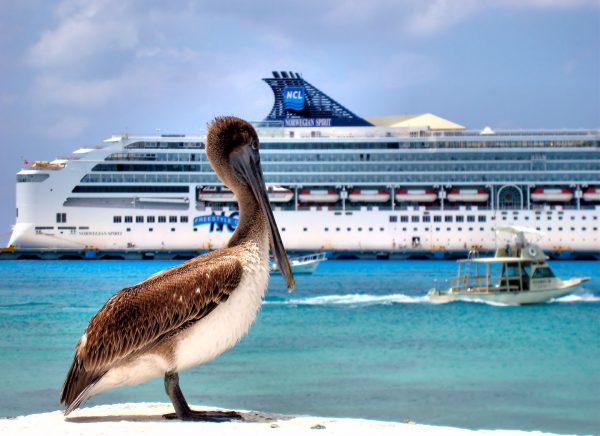 Brown Pelican and Cruise Ship in San Miguel, Cozumel, Mexico - Encircle Photos