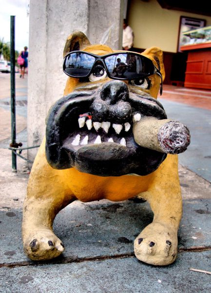 Bulldog with Cigar and Sunglasses in San Miguel, Cozumel, Mexico - Encircle Photos