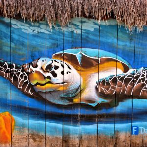 Hawksbill Sea Turtle Mural near San Miguel, Cozumel, Mexico - Encircle Photos