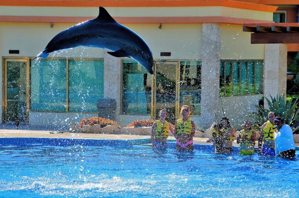 Airborne Dolphin during Encounter at Riviera Maya, Mexico - Encircle Photos
