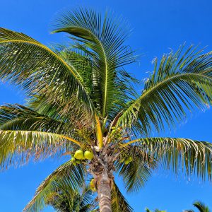 Coconut Palm Tree at Riviera Maya, Mexico - Encircle Photos