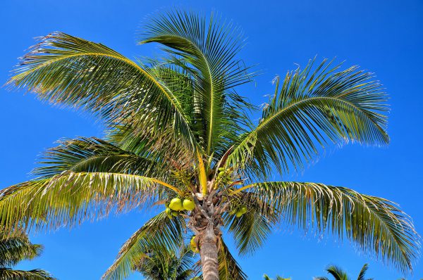 Coconut Palm Tree at Riviera Maya, Mexico - Encircle Photos