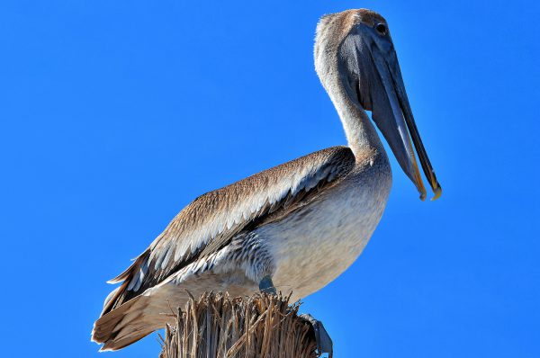 Perched Brown Pelican at Riviera Maya, Mexico - Encircle Photos