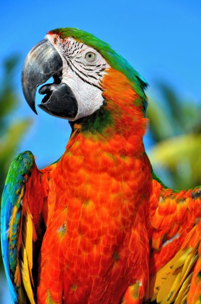 Scarlet Macaw at Riviera Maya, Mexico - Encircle Photos
