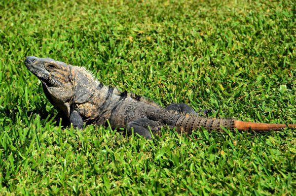 Spiny-tail Iguana at Riviera Maya, Mexico - Encircle Photos