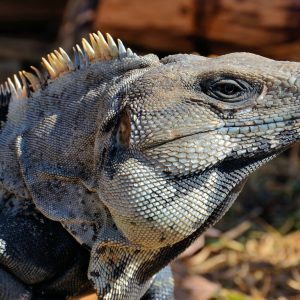 Mexican Spiny Tail Iguana at Mayan Ruins in Tulum, Mexico - Encircle Photos