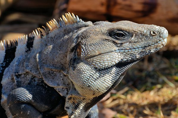 Mexican Spiny Tail Iguana at Mayan Ruins in Tulum, Mexico - Encircle Photos