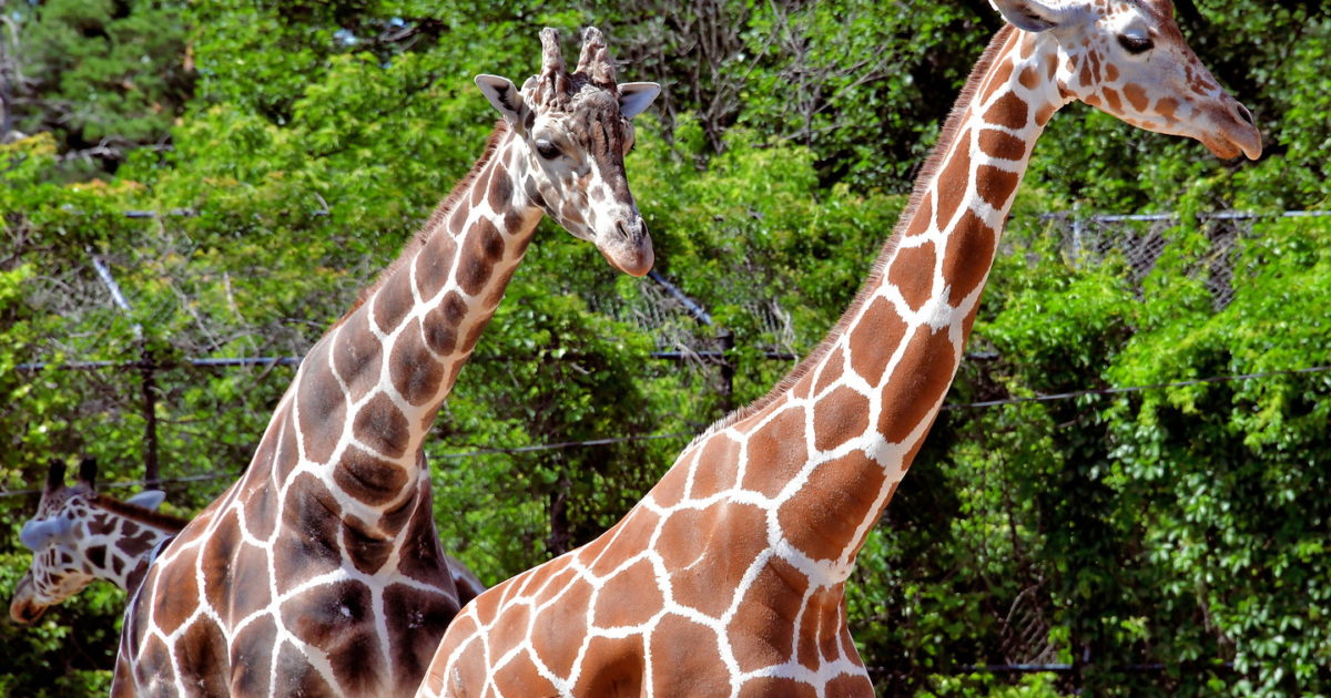 Como Zoo Giraffes at Como Park in Saint Paul, Minnesota Encircle Photos