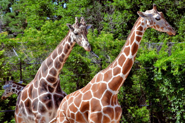 Como Zoo Giraffes at Como Park in Saint Paul, Minnesota - Encircle Photos
