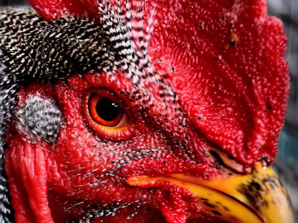 Barred Cochin Bantam Rooster at Minnesota State Fair in Saint Paul, Minnesota - Encircle Photos