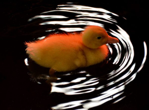 New Born Chick Swimming in Saint Paul, Minnesota - Encircle Photos