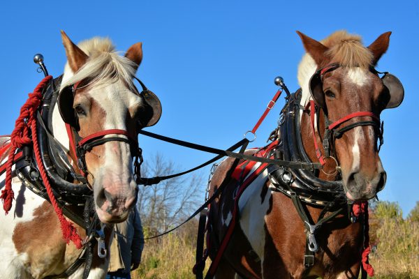 Pair of Bridled Horses at Fairhaven Farm in South Haven, Minnesota - Encircle Photos