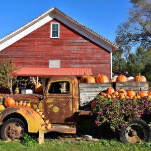 Pumpkins at Fairhaven Farm in South Haven, Minnesota - Encircle Photos