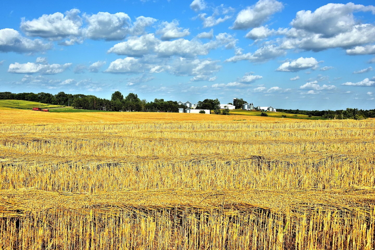 Amber Waves of Grain in Stearns County, Minnesota - Encircle Photos