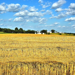 Amber Waves of Grain in Stearns County, Minnesota - Encircle Photos