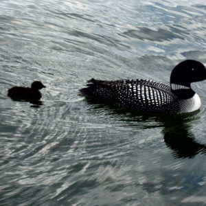 Mom and Baby Loon Swimming in Wright County, Minnesota - Encircle Photos