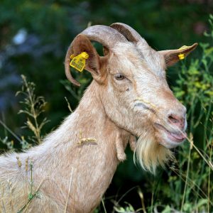 Domestic Balkan Goat on Mount Vrmac in Montenegro - Encircle Photos