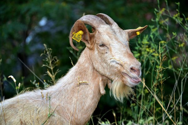 Domestic Balkan Goat on Mount Vrmac in Montenegro - Encircle Photos