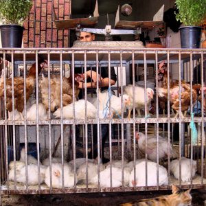 Chickens in Coop for Sale at Old Medina in Casablanca, Morocco - Encircle Photos